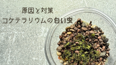 【コケテラリウム】白い虫の大量発生！原因と対策